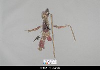 藏品(中國湖北皮影戲戲偶-丑)的圖片